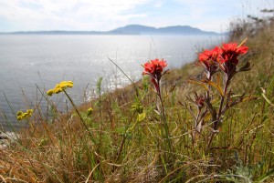 Vendovi paintbrush (1 of 1)