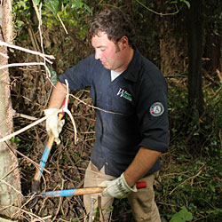 A WCC crew member hacks away at ivy choking a cedar
