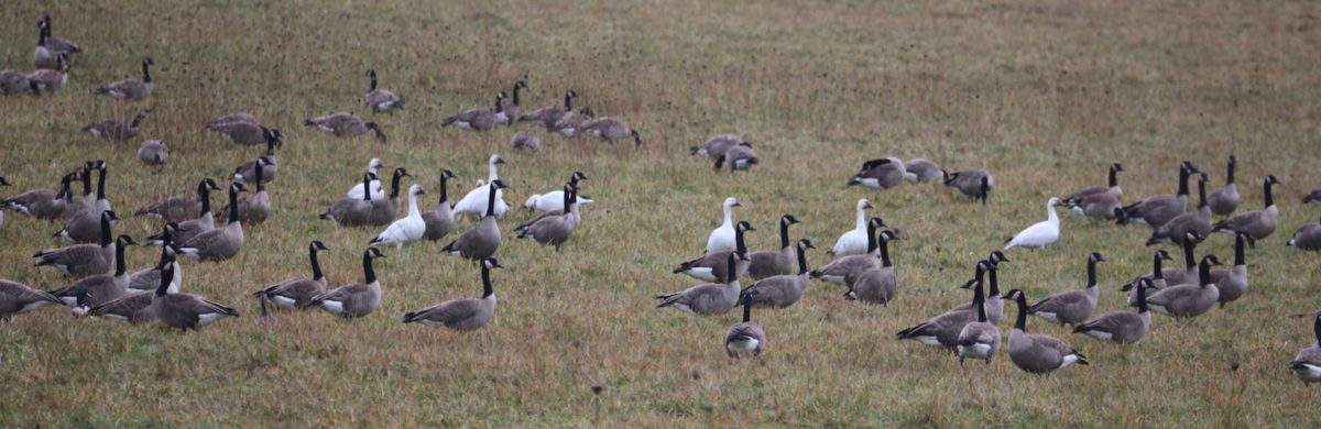 geese feeding in a field with geese