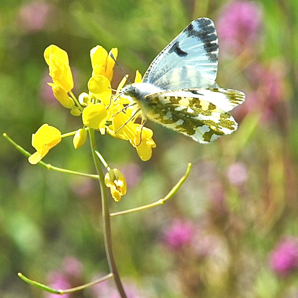 Island Marble Butterfly Expansion Project San Juan Preservation Trust