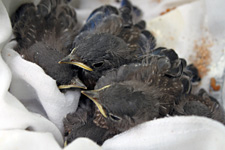Western bluebird babies in aviary