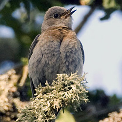 Juvenile female western bluebird