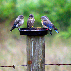 Western bluebird mother and fledglings