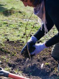 A woman with gloves on planting a small tree into the ground.
