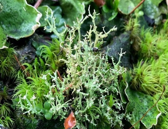 The Little Things in Life–Lichens and Moss: NATURE in the
