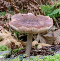Mushroom Meander