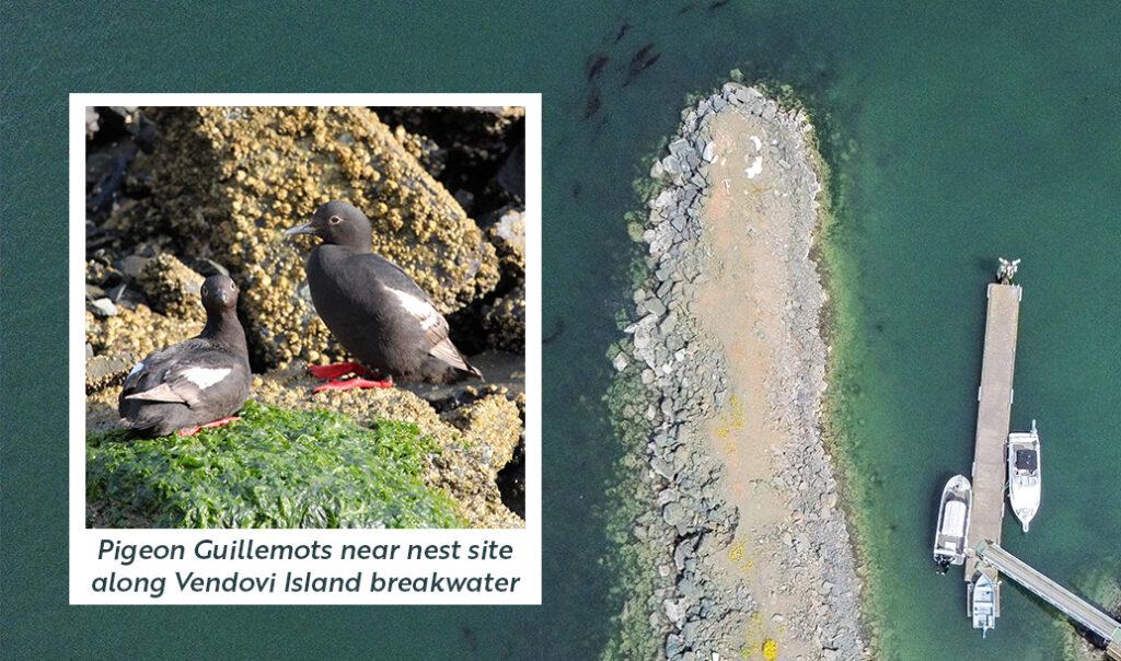 Pigeon Guillemots Vendovi Island Preserve Pigeon Guillemots nesting along breakwater on Vendovi Island, San Juan Preservation Trust