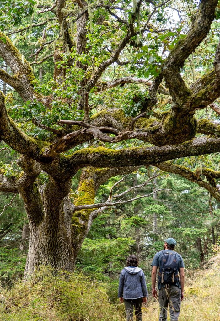 Two hikers next to a giant majestic Garry Oak tree on the future Mt Ben West preserve property on the Westside of San Juan Island.