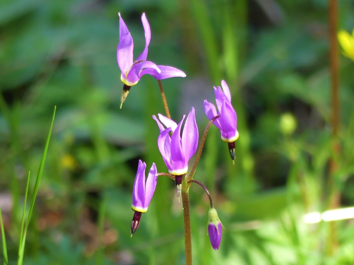 Cady Mountain Preserve Addition: An Island Within an Island - San Juan ...