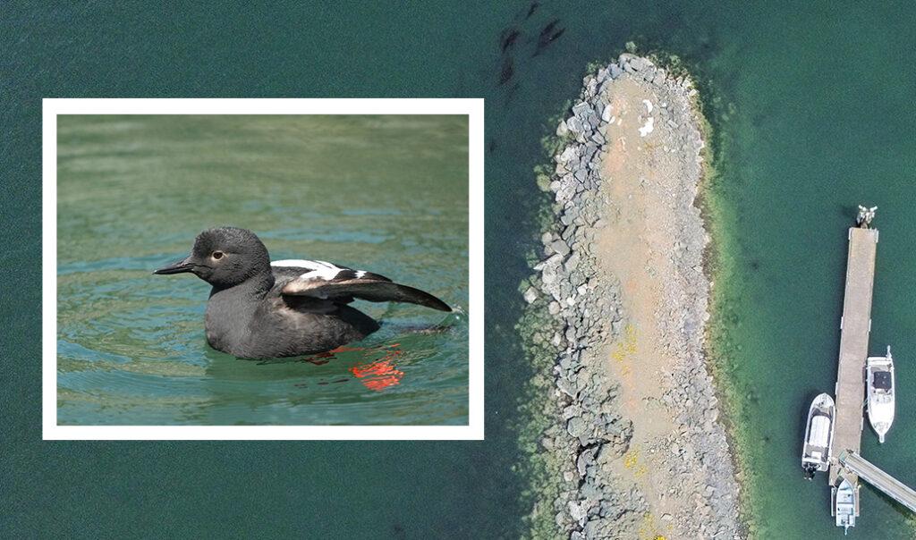 Vendovi Breakwater August eNews