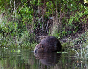 Beaver near Seattle