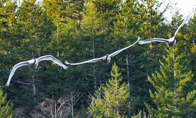Swans over Cascade Lake | Steve Alboucq