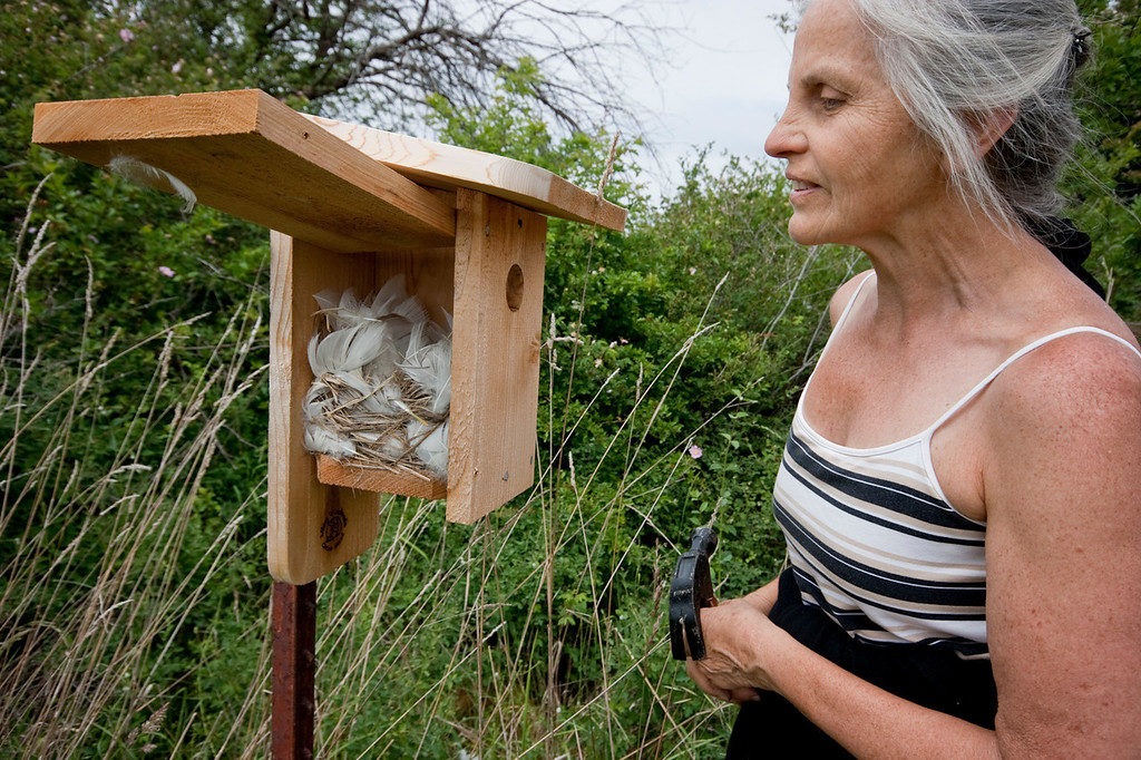 Cleaning Your Bluebird Nest Boxes San Juan Preservation Trust