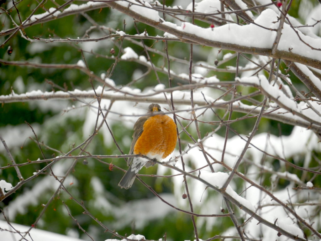robin sitting on snowy tree branch