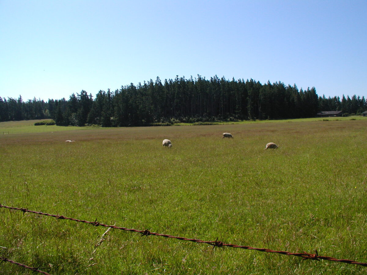 A field with sheep and trees in it.