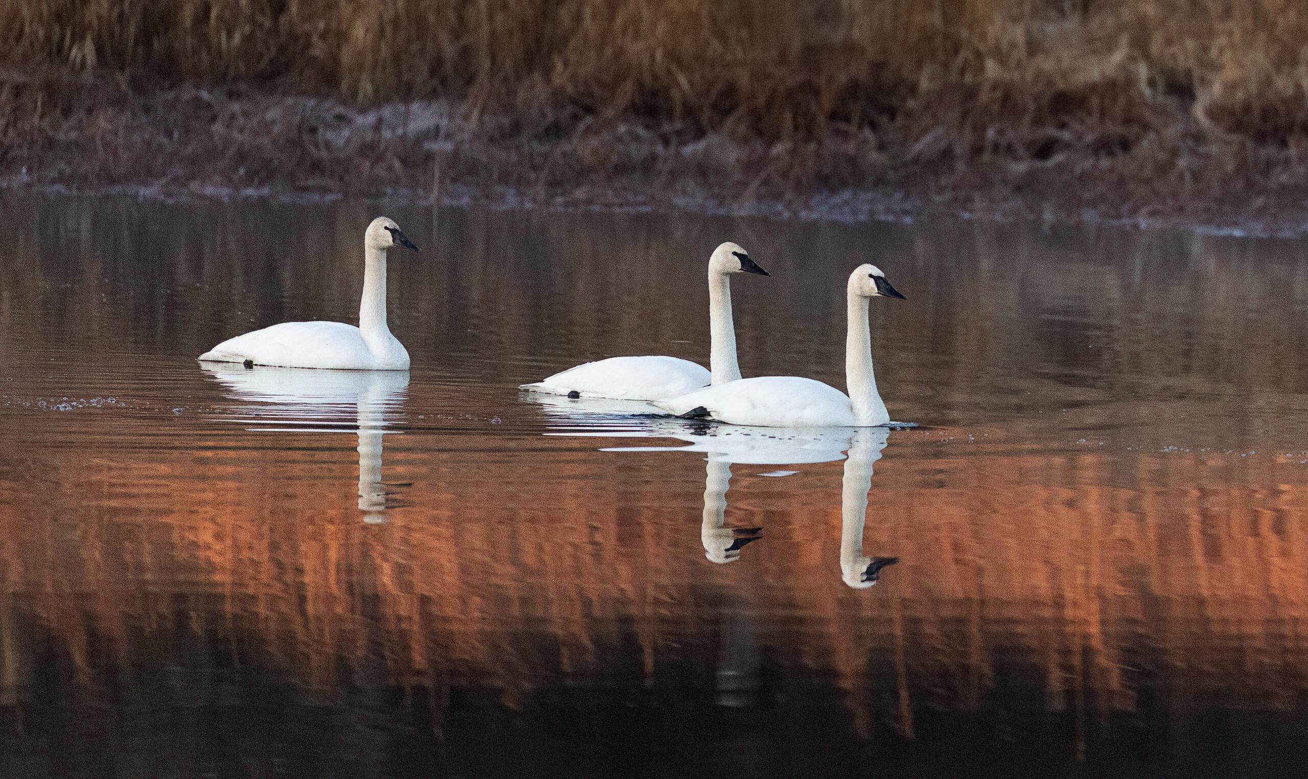 trus lZ 260117-2(1) Three adult Trumpeter Swans swimming in a pond